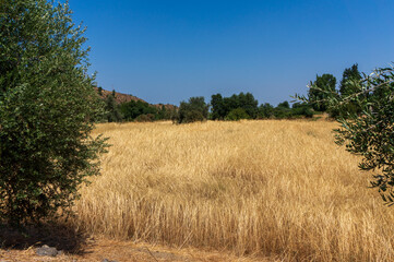 view of hay meadows in Cyprus, Greece