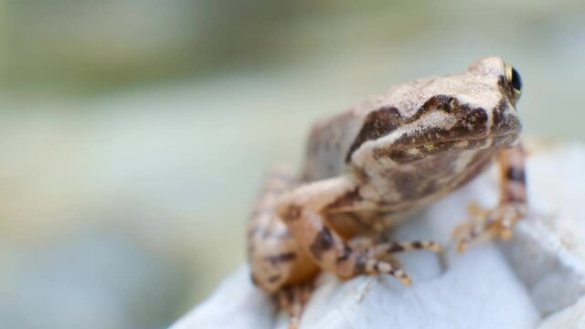 Young brown frog sitting on a rock, selective focus macro shot