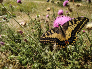 Yellow butterfly at summer, Papilio machaon,  Old World swallowtail closeup at summer