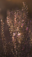 Fleurs de bruyère photographiée pendant l'heure dorée