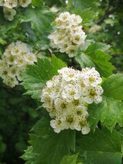 hawthorn flowers