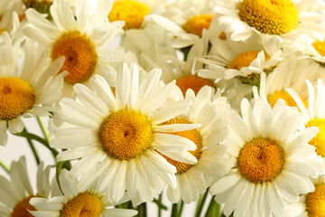 Fototapeta premium white daisies close-up