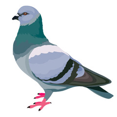 natural city pigeon, isolated object on a white background, vector illustration,