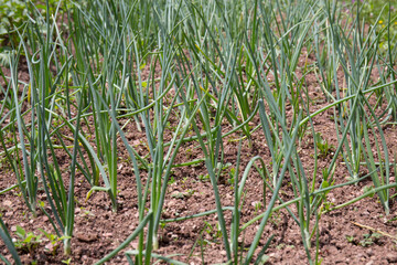 Young onions in the field. Tillage and hoeing. Naturally planted onions
