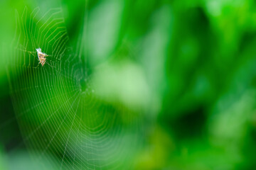 The victim of spider in web on green background.