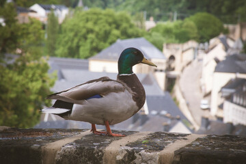 Pato