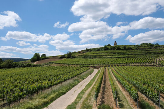 Vineyard near Wachenheim in the Palatinate area in Germany