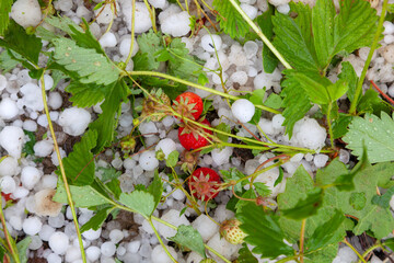 Garden with the strawberries destroyed by a hailstorm - obrazy, fototapety, plakaty