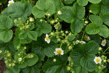 fresh green strawberry bushes with flowers in the garden during the day