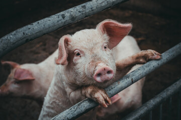 pipigs in the barn looking at the camera