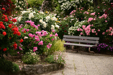 ベンチがある薔薇園