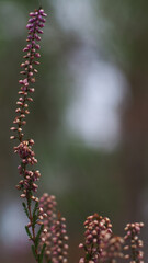 Belles bruyères dans un décor automnal