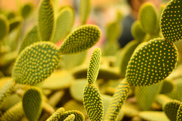 Colorful polka dots cactus in the tropical forest