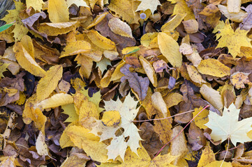 Yellow and red leaves of trees. Background of autumn leaves.