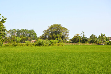 green field and trees