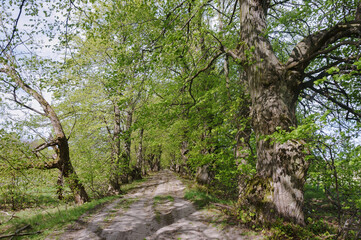 Country road in the spring forest. Forest paths for sports.