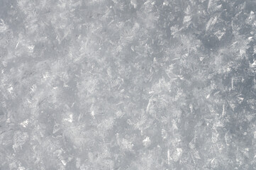 Winter background texture of the grislasts of frosty snow. Background for postcards and publications on New Year's topics