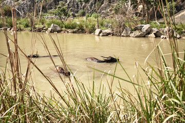 Buffalo herd refreshing themselves in the river. Concept of nature. Long shot.