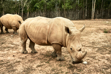 Obraz premium Rhino having a walk at the Vinpearl Safari zoo, in Phu Quoc Island, Vietnam. Concept of nature. Long shot.