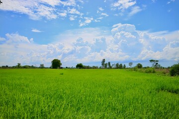 green field and blue sky