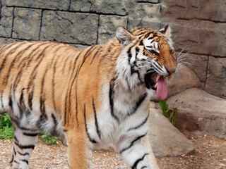 A tiger roars while walking in an aviary.
