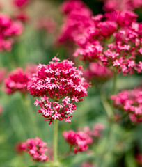 Obraz premium Beautiful delicate pink flower in the summer garden. Side view. Vertical picture.