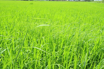 green wheat field