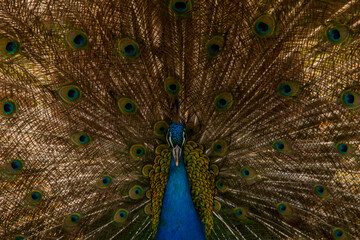 Fototapeta premium peacock with feathers out