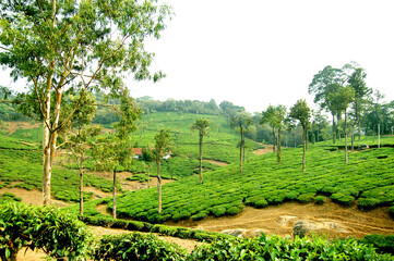 Fototapeta na wymiar coffee garden of India