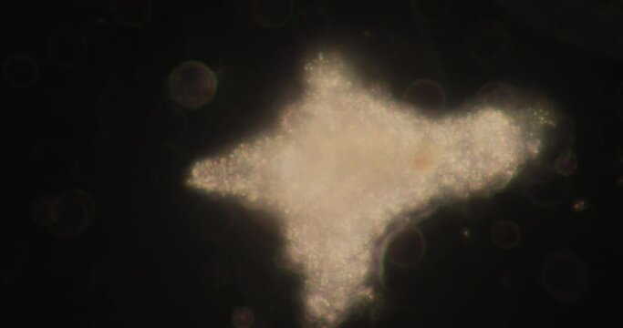Amoebae move and feed by using pseudopods, which are bulges of cytoplasm formed by the coordinated action of actin microfilaments pushing out the plasma membrane that surrounds the cell.
