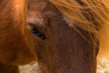 eye of a pony horse