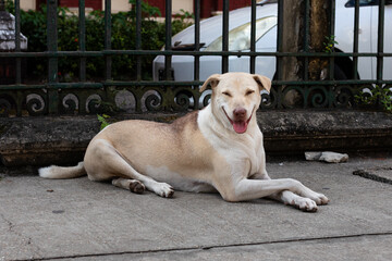 Portrait of a smiling happy dog. Real dog, no pose. Sitting at the streets of the city of Yangon - Rangoon, Myanmar - Burma, Southeast Asia