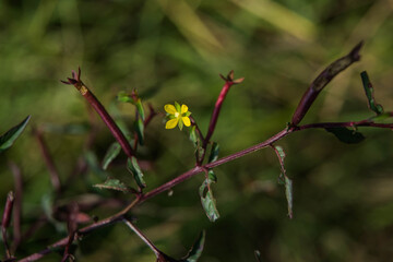 Pink Melastome Flower in the Tropics, with unopened red buds on a green background
