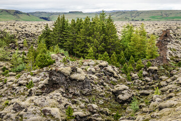 Group of green trees among Skaftareldahraun lava fields covered with moss in Iceland
