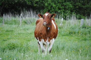 cow in a field