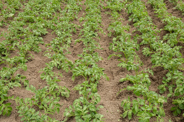 Fototapeta na wymiar Potato plantations grow in the field. Vegetable rows. Farming, agriculture. Landscape with agricultural land. Crops