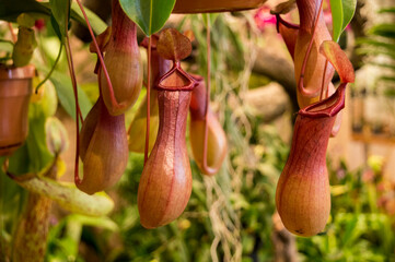 orange pitcher plant: Nepenthes alata - obrazy, fototapety, plakaty