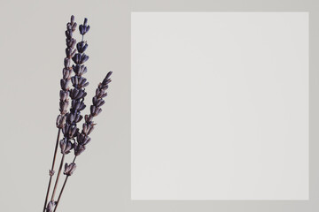 Space for text template, dried lavender flower as background