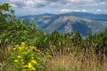 Picturesque summer mountain landscape near Tara Canyon in mountain Durmitor National Park, Montenegro, Europe, Balkans Dinaric Alps, UNESCO World Heritage.