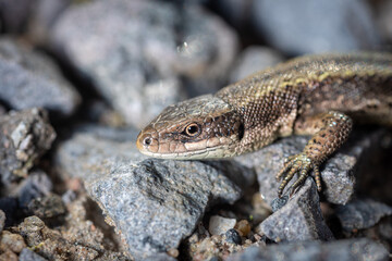 lizard viviparous on granite crumbs under the sun