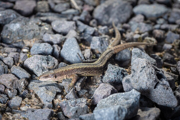 lizard viviparous on granite crumbs under the sun