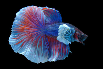 Close up art movement of Multi colour betta fish,Siamese fighting fish isolated on black background.  