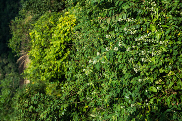 Fototapeta na wymiar Different types of plant and trees in grassland of Kaziranga National Park, India. 