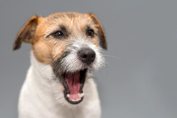 Jack russell dog