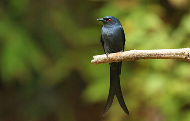Black Drongo sitting on a tree branch,  Dicrurus macrocercus, Ganeshgudi, Karnataka, India