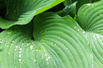 Obraz premium Green leaves of hosta. Bush of hosta. Close up green leaves. Plants background
