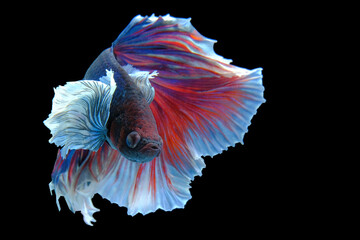 Close up art movement of Multi colour betta fish,Siamese fighting fish isolated on black background.  