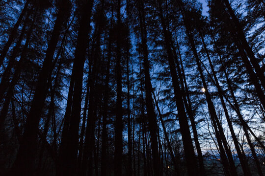 Night photograph from within the coniferous trees of Pentraeth Forest on the Isle of Anglesey with a full-moon illuminating the night sky 
