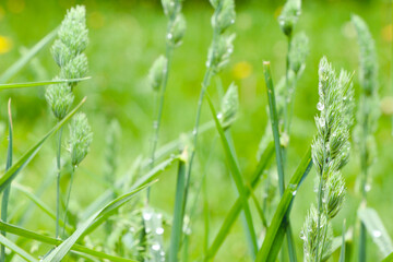 A young green grass. Wild nature. Summer time. Field of grass