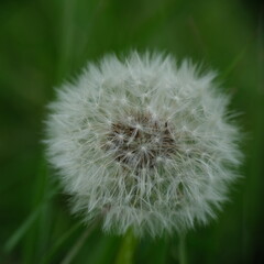 Fototapeta premium Withered dandelion in grass